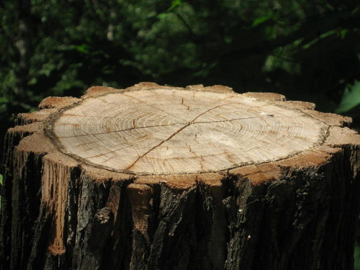 stump grinder grinding tree stump